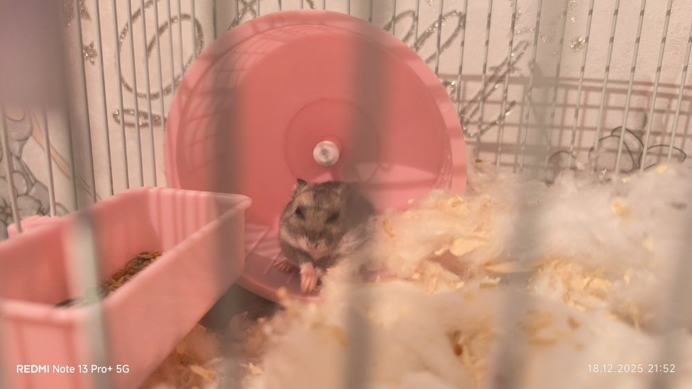 Продам клетку для хомяков