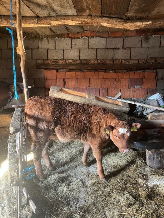 Vând o vițea Limuzin