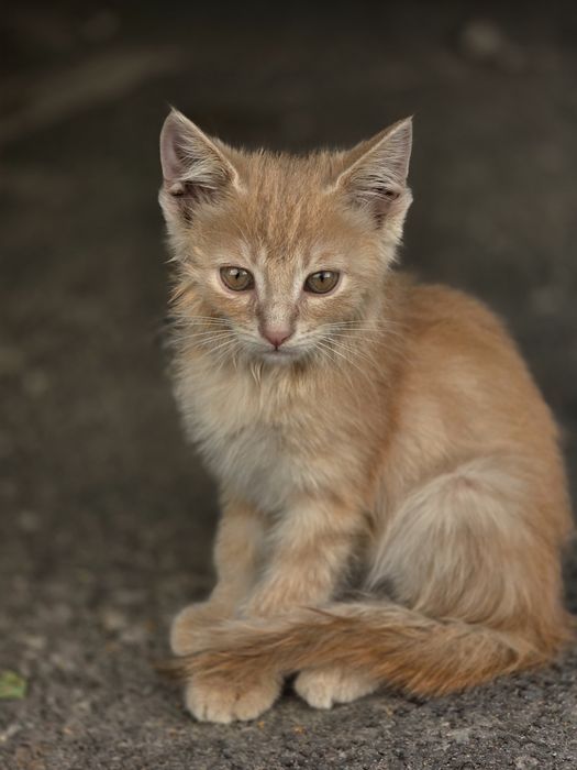 Котята нуждаются в доме,