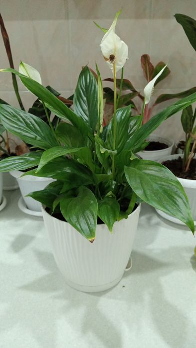 Уютные и Красивые для Вас