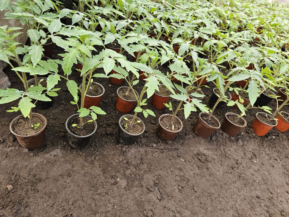 Roșii dominet originale