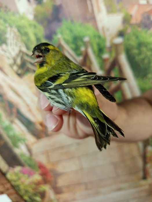 Продам птиц вьюрков