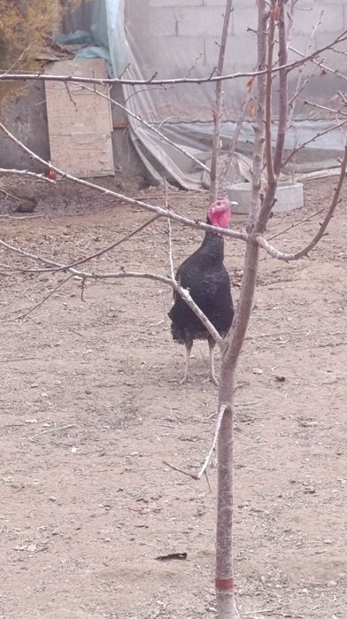 Gʼoz va kurkala sotiladi