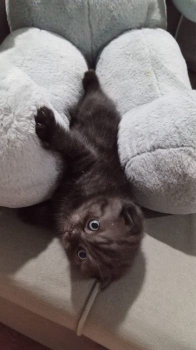 Котята Scottish Fold