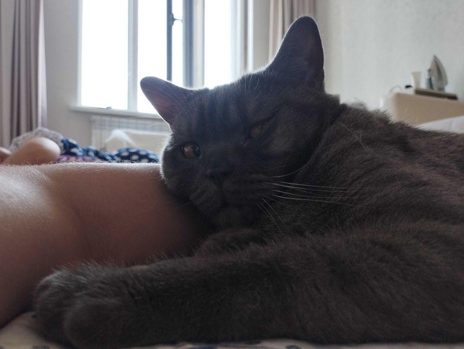 Отдам в хорошые руки