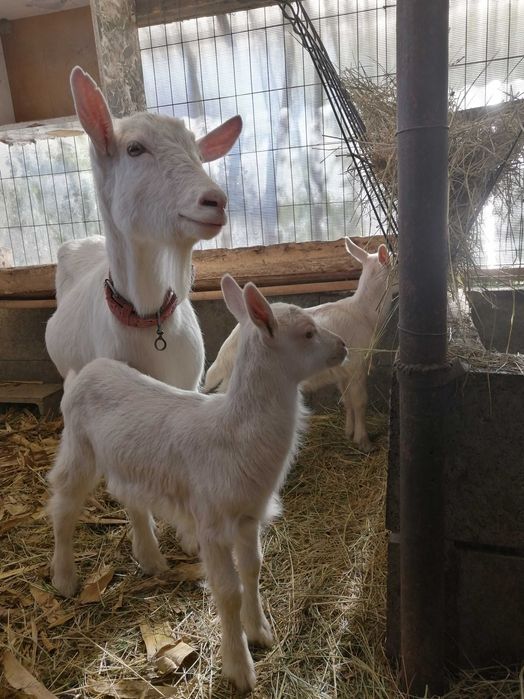 Iezi de vănzare la Diosig