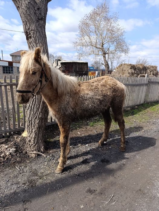Ассалаумағалейкум міңгі ұрғашы тай