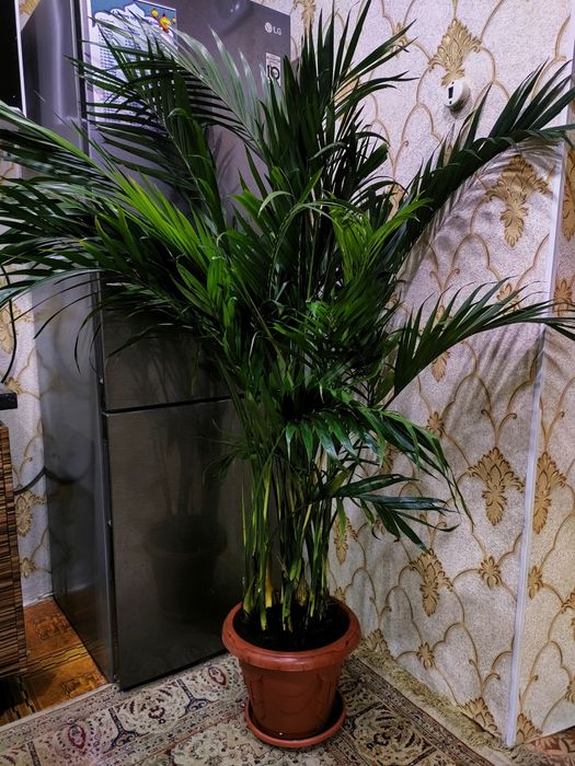 Подарки для близких. Доставка