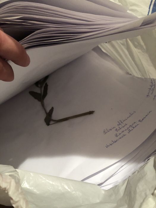 Ierbar 100 de plante