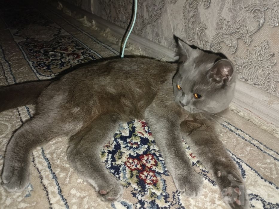nasil olishga british shothair zotli mushuk