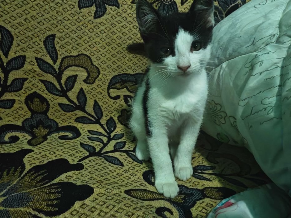 Adopție pisici 2 luni