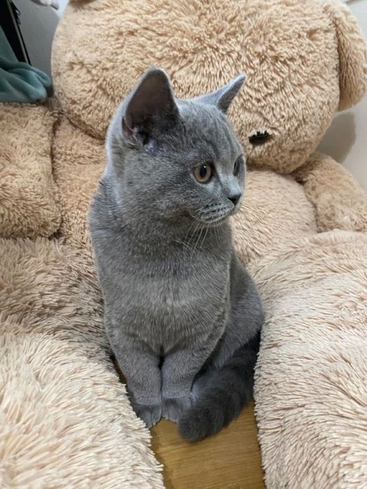 Британские короткошёрстные котята.