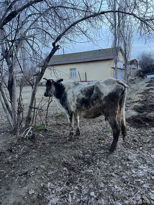 Ona bola sigir bolasi erkak