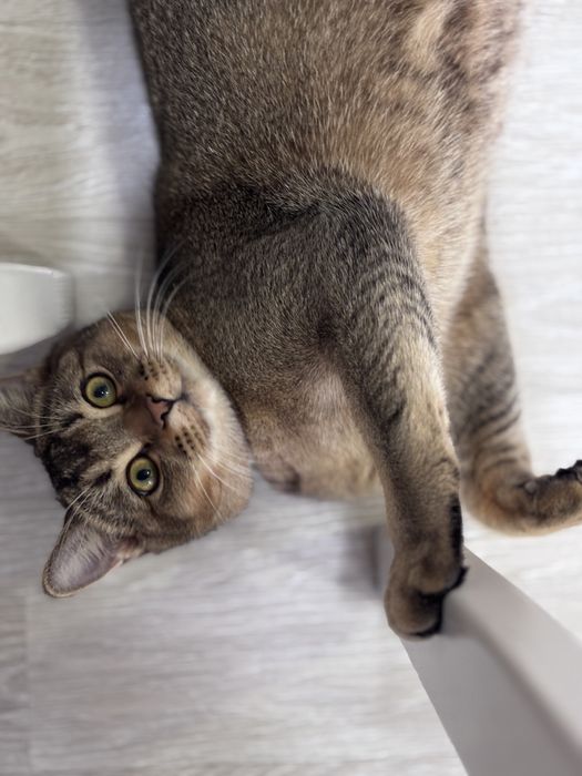 Вязка кота СРОЧНО!!!