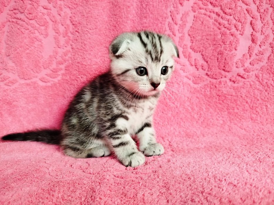 Котята Британцы .