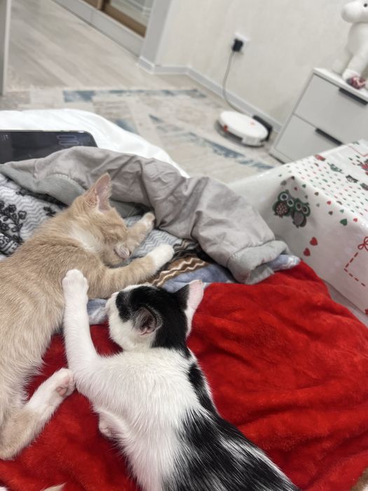 Отдам котенка в хорошие руки