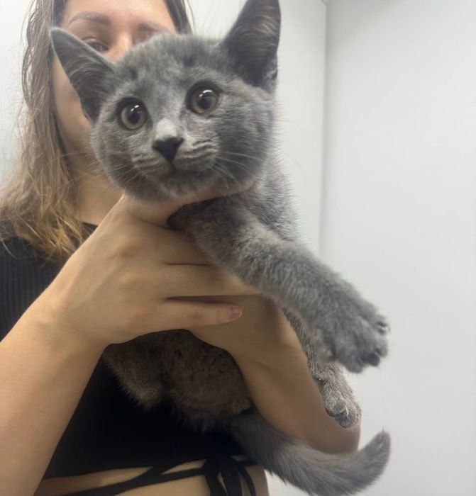 Котенок серый в добрые руки