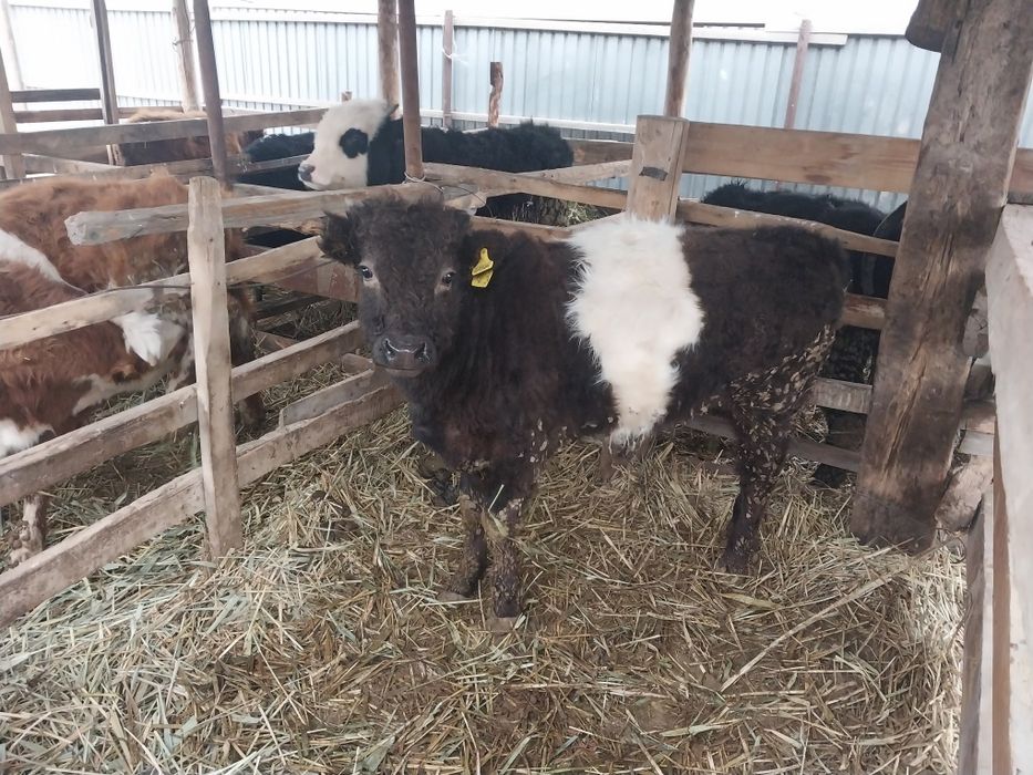 Баспақтар сатылады