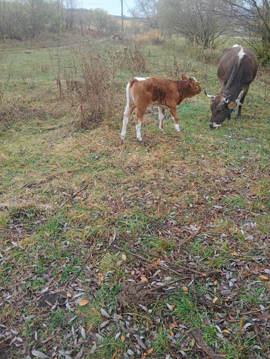 Vițeaua de vânzare