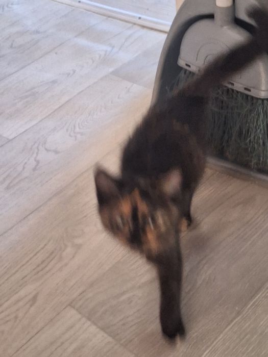 Котята девочки 2 месяца