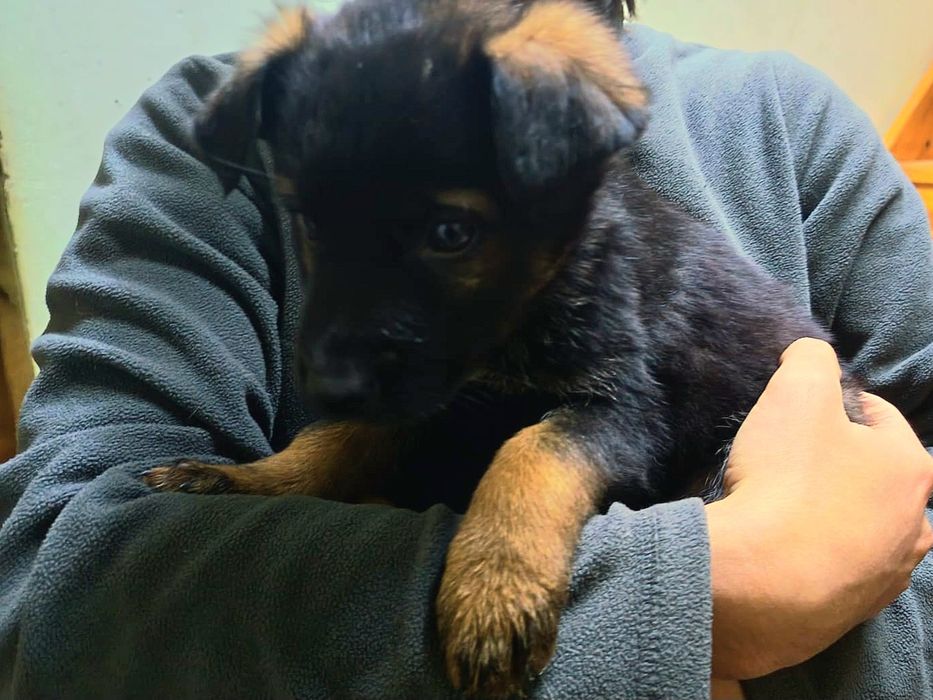 Щенки овчарка. Восточно европейски помесь с немецкой