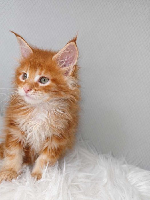 Viking – motănel Maine Coon roșcat, cu pedigree | LYNX RUNE CODE