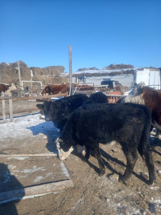 Ангус тайынша ургашы