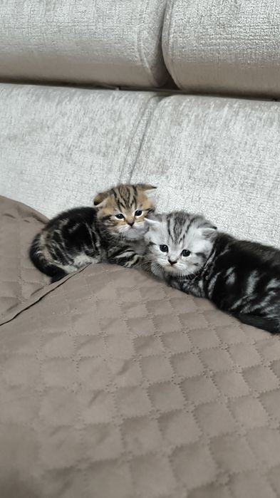 Продам шотландских котят