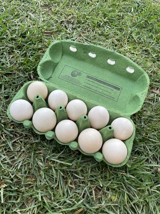 Oua de rață proaspete - crescute natural
