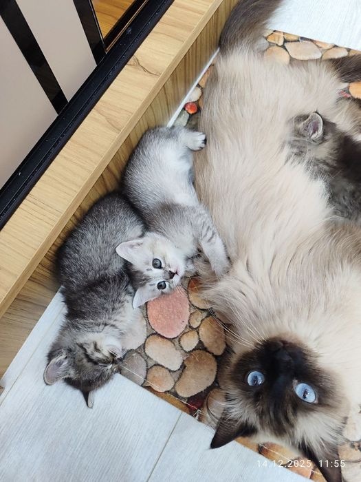 Продам котёнка мальчик