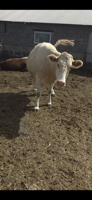 Продам дойных коров , породы Симентал