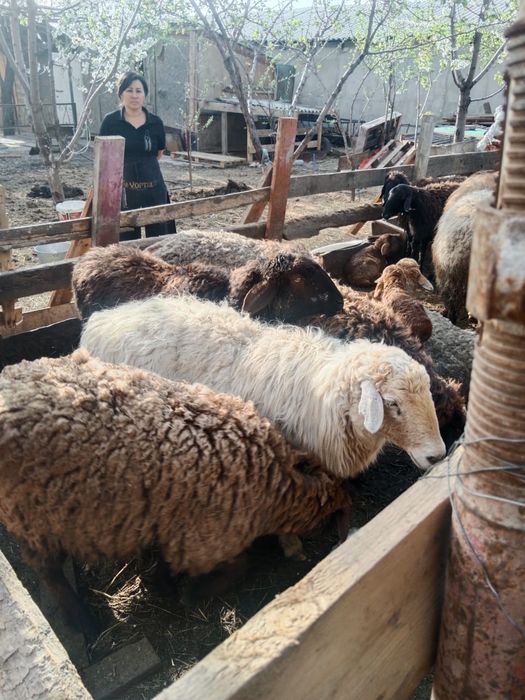 Продаем баранов!