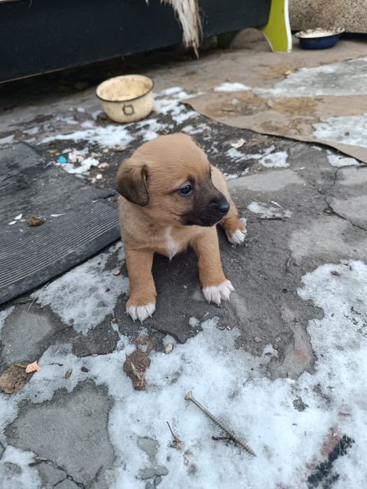 Веселые щеночки-звоночки
