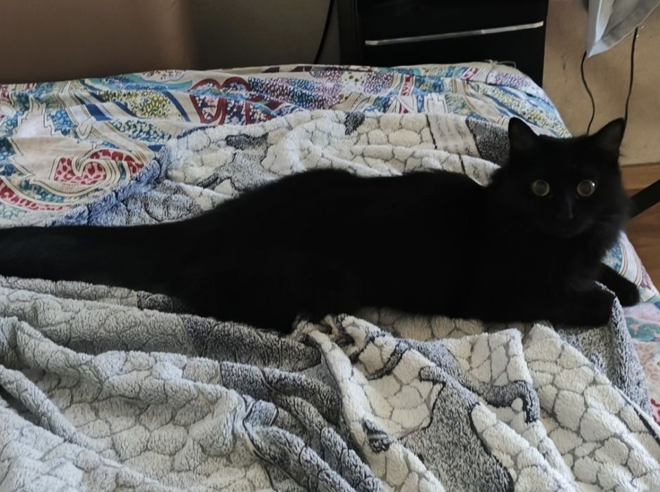 Сибирская кошка ищет дом