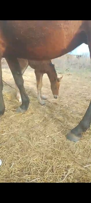 Продам лошадь с жеребёнком