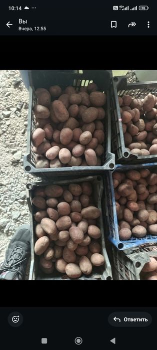 Картофель на посадку и еду