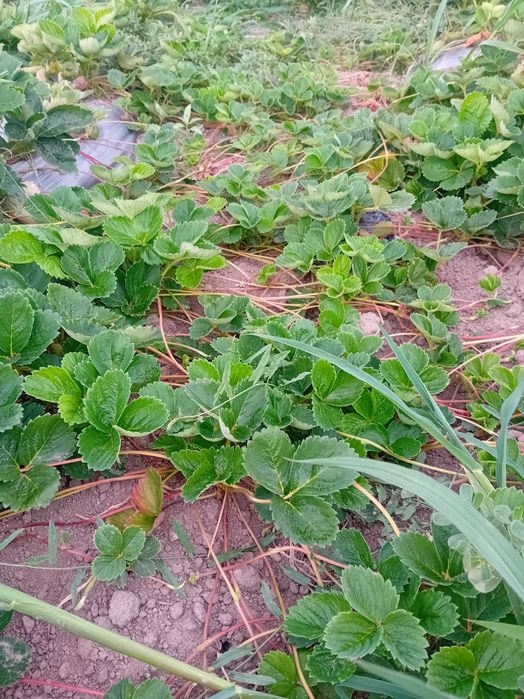 Продавам разсат ягоди