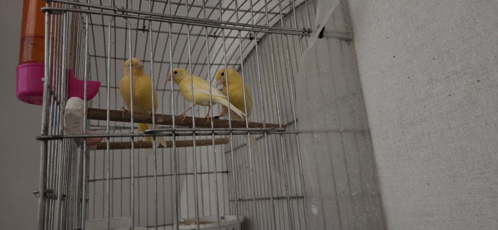 Канарейка сотилащи