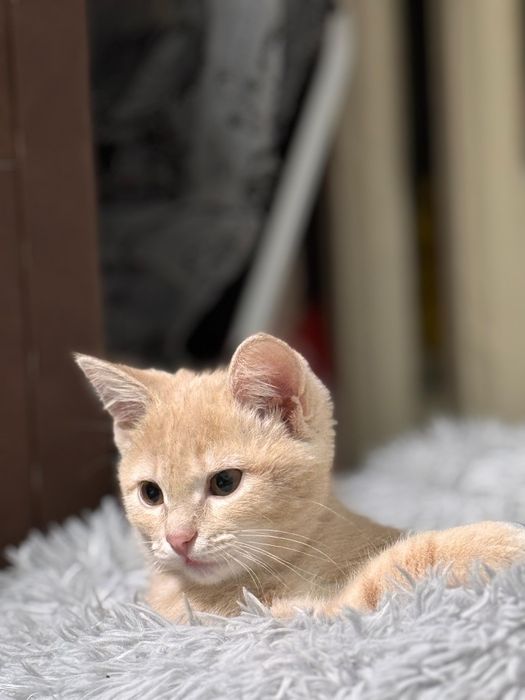 Продается котенок,очень игривая