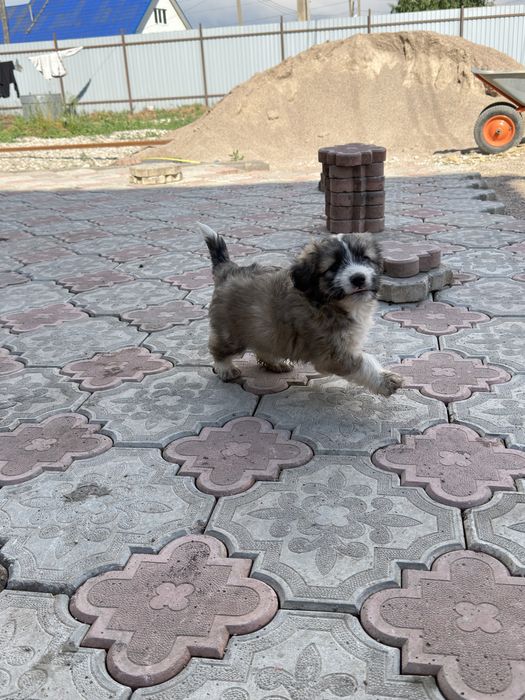 Отдам в хорошие руки