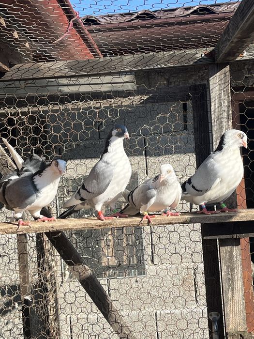 Gălățeni-Porumbei de zbor la înălțime