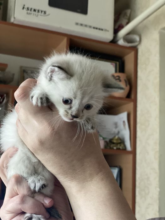 Продается симаский котенок
