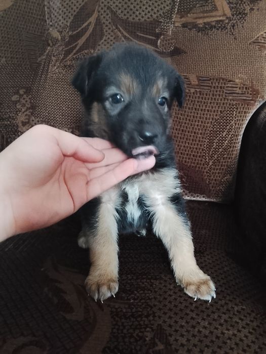 Спасённые малышки