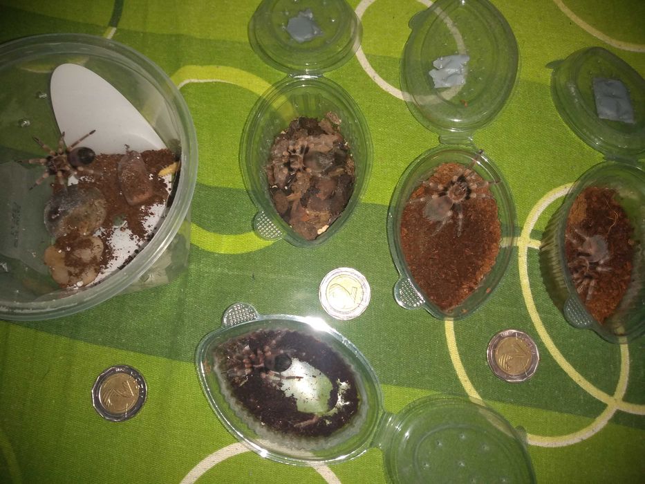 Тарантла tarantula