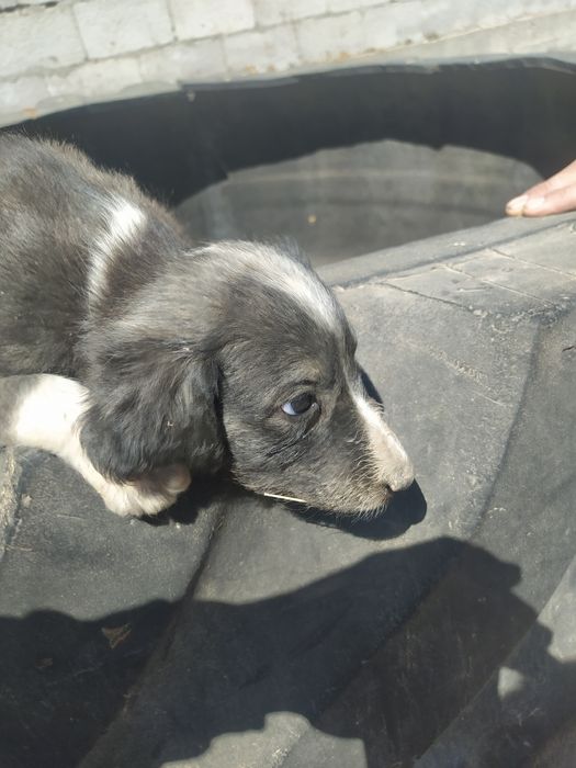 Тазы күшік СТ Шамалған