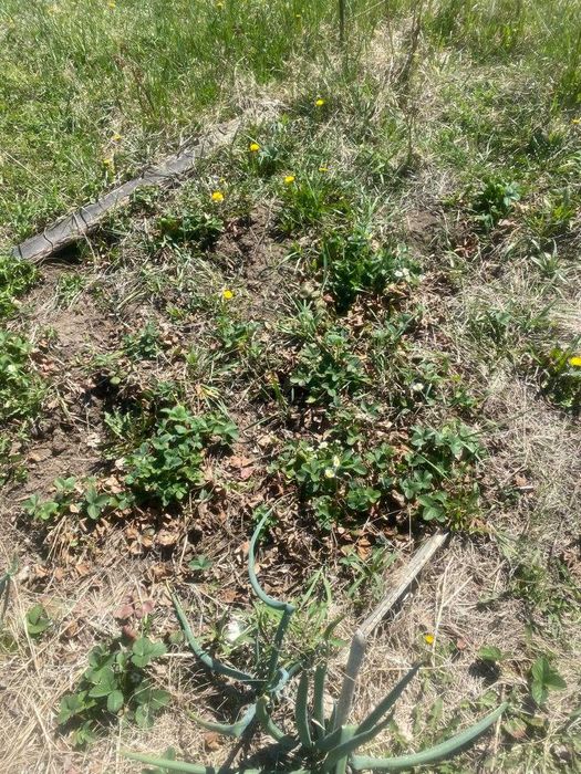 Продаю дачу сад «Здоровье», с урожаем