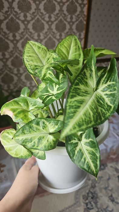 По 3тыс. тенге, продам