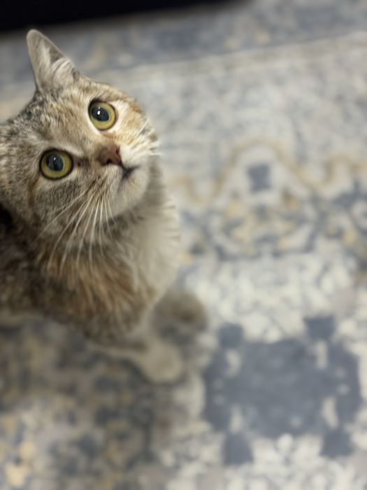 Ищем семью для котенка