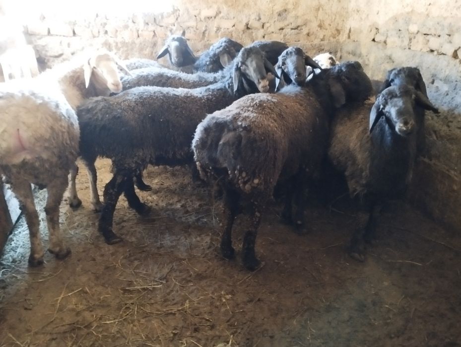 Қошқар гиссар парода