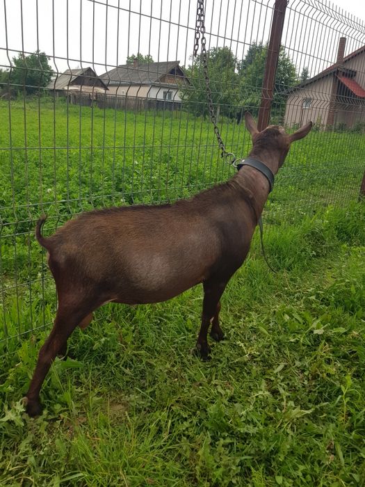 Murciano Granadina mascul de 2 ani, genetică de Excepție!